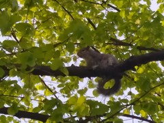 Sciurus carolinensis