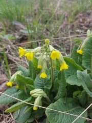 Primula veris