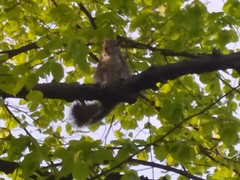 Sciurus carolinensis