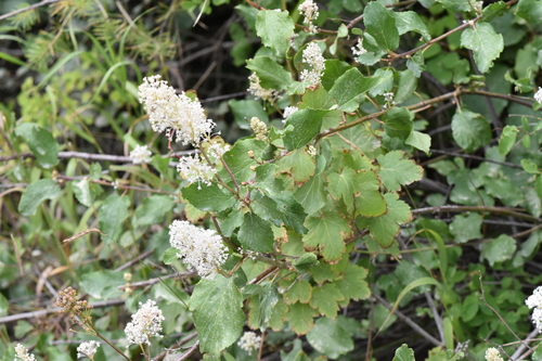 Ceanothus sanguineus, photograph 2