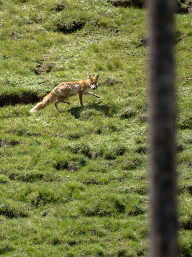Himalayan Red Fox
