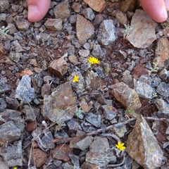 Lessingia tenuis
