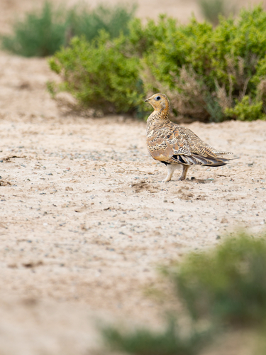 Pallas's Sandgrouse