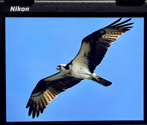 iNaturalist image