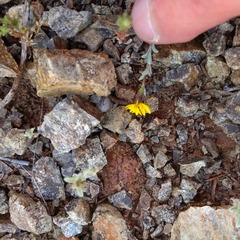 Lessingia tenuis
