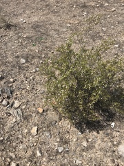 Larrea tridentata