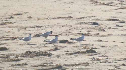 iNaturalist image
