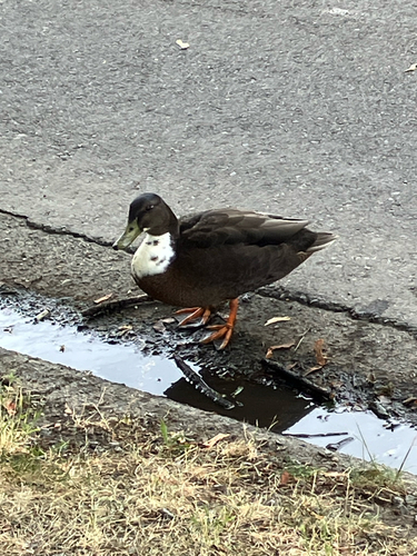 iNaturalist image
