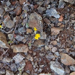 Lessingia tenuis