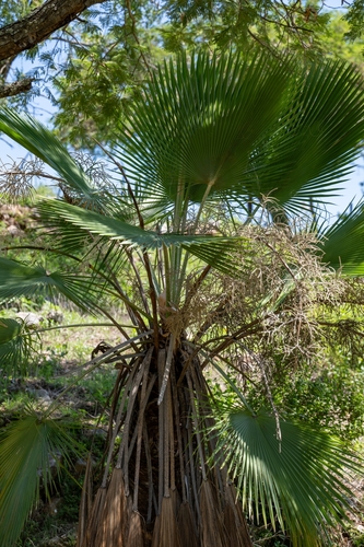 Brahea dulcis, photograph 4