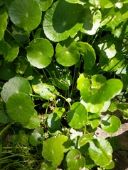 Hydrocotyle tribotrys