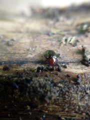 Scaphidema metallicum