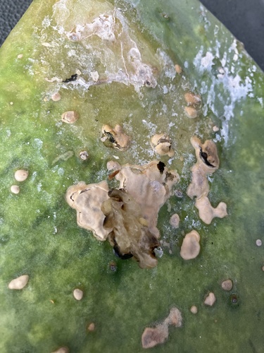 Prickly Pear Leaf Spot