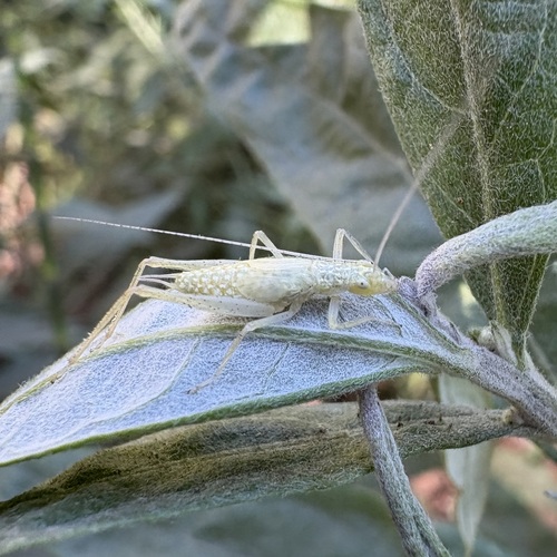 iNaturalist observation photo of Common Tree Crickets