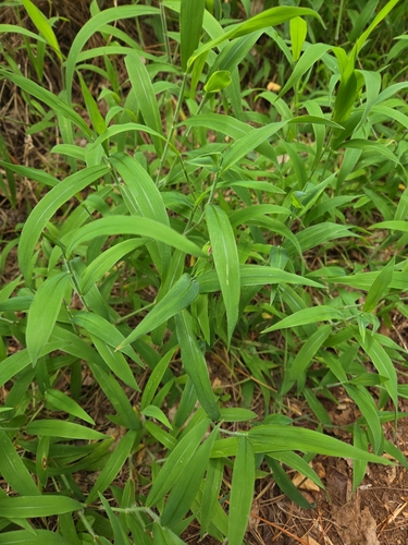 Melinis minutiflora observed 2026-07-26