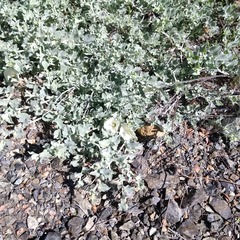 Calystegia malacophylla pedicellata