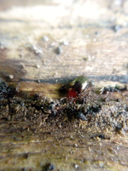 Scaphidema metallicum