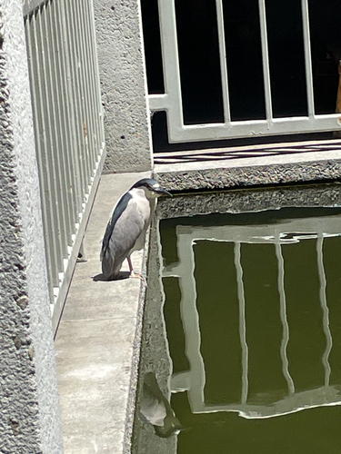 iNaturalist image