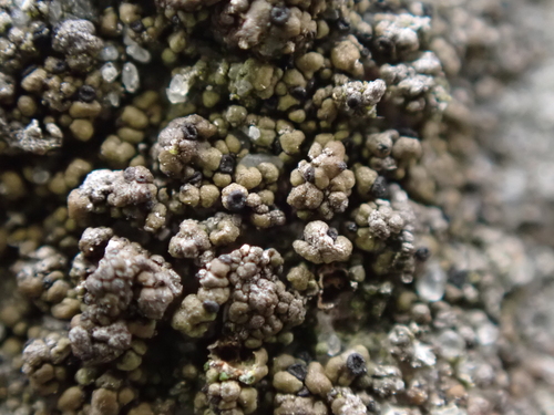 Staurothele drummondii