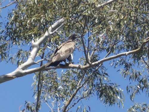 iNaturalist observation photo of Bald Eagle