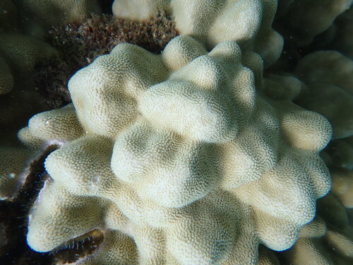 Porites evermanni observed 2026-07-25