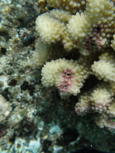 Utinomiella dimorpha observed 2026-07-25