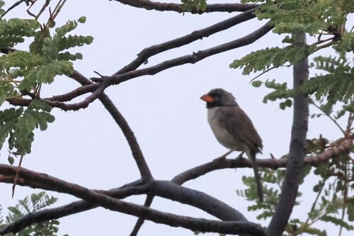 Black-throated Saltator (Saltatricula atricollis), photo 2