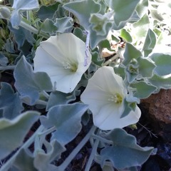 Calystegia malacophylla pedicellata