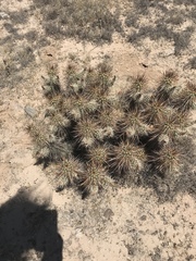 Echinocereus engelmannii engelmannii