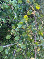 Ribes quercetorum