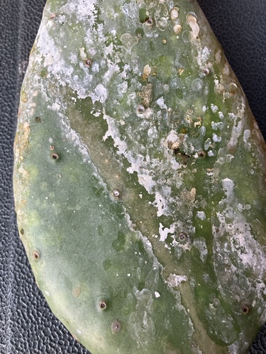prickly pear scale