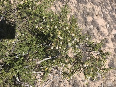 Larrea tridentata