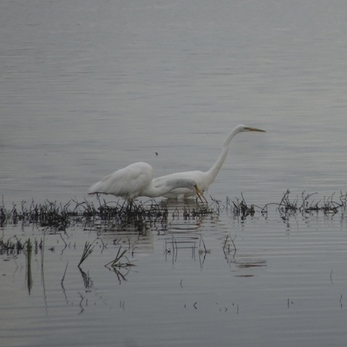 iNaturalist image