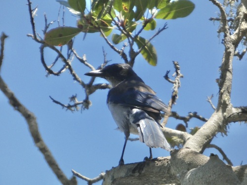 iNaturalist observation photo of Island Scrub-Jay