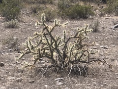 Cylindropuntia acanthocarpa