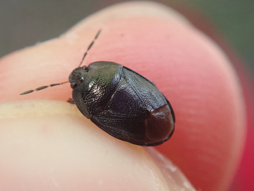 Forget-me-not Shieldbug, photo 2 of 9