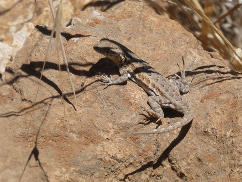 iNaturalist observation photo of Common Side-blotched Lizard