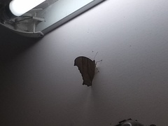 Melanitis leda