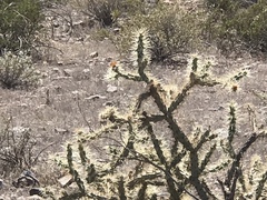 Cylindropuntia acanthocarpa