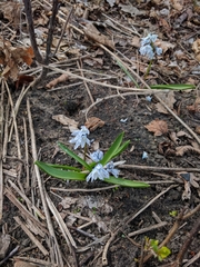 Puschkinia scilloides