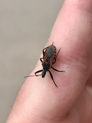 Rhynocoris ventralis