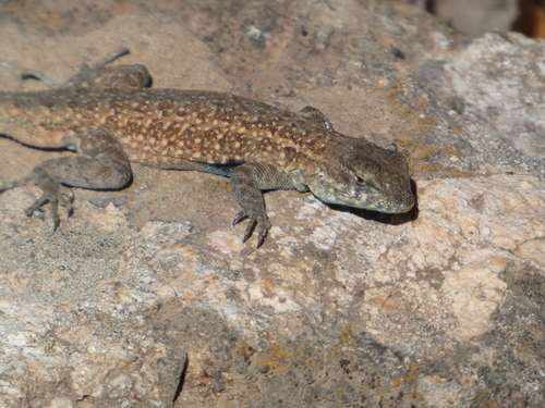iNaturalist observation photo of Common Side-blotched Lizard