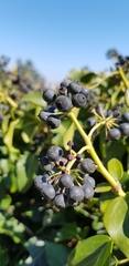Hedera taurica