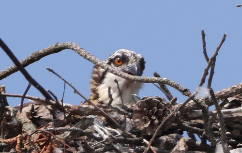 iNaturalist image