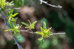 Bursera bipinnata