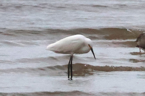 iNaturalist image
