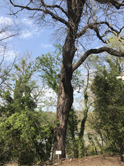 Diospyros virginiana