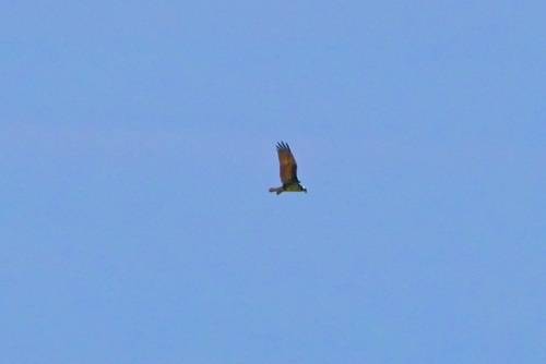 iNaturalist image