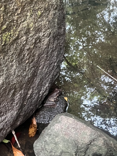 Limnonectes blythii observed 2026-07-26