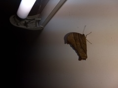 Melanitis leda